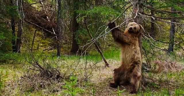 Video: grizzly bears...