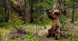 Video: grizzly bears scratching their backs against trees under rousing soundtrack