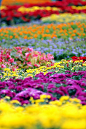 flower garden in Korea