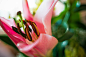 Detail of Pink Lily Free Image Download