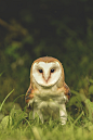 lsleofskye:

Barn Owl
