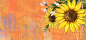 花朵,手绘,太阳花,向日葵,海报banner,卡通,童趣图库,png图片,网,图片素材,背景素材,144527@飞天胖虎