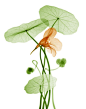 旱金莲 Nasturtium#花瓣语录#