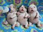 Instead of dog laying on stomach, how about those puppy bellies! So round and full! Love their little toes too!: 