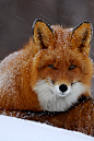 wonderous-world:

Snowy Fox by Igor Shpilenok
