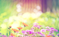 Bombus Bumblebee bright flowers spring wallpaper (#1175466) / Wallbase.cc