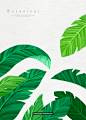 热带植物 多种细长绿色叶子 水彩手绘插画PSD_平面设计_绘画插图