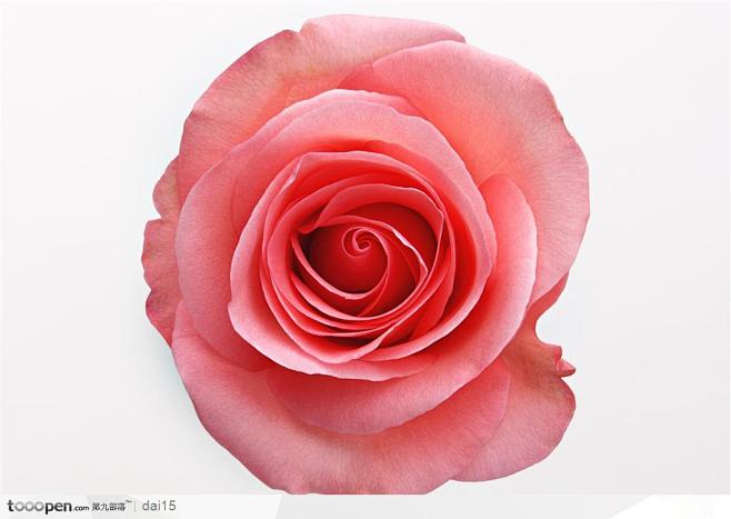 花卉造型-粉色的玫瑰花朵