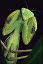 Praying Mantis Ready For Fight, Ivory Coast, Africa: 