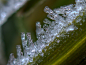 Ice crystals 雪花、雪晶摄影 by 设计达人（http://www.shejidaren.com） #微距# #摄影#