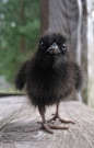 Baby crow