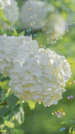 紫竹水云轩采集到花都开好了