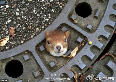 【卡住了｀･ω･´小松鼠被困窨井盖】一位...