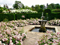 Rose garden with fountain