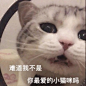 小猫咪能有什么坏心思