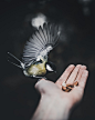 Bird on hand photo by Taneli Lahtinen (@tanelah) on Unsplash : Download this photo by Taneli Lahtinen (@tanelah)