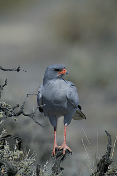 玲珑骰采集到birds