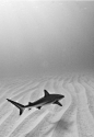 Lone shark, by Laz Ruda.