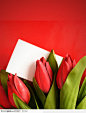 高清情人节大红色的郁金香与白色卡片摄影背景桌面壁纸图片素材