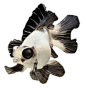 Panda moor is a fancy goldfish with a characteristic black-and-white color pattern and protruding eyes.