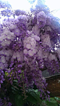 紫藤O GLICINE，意大利
Wisteria o glicine, in Italy