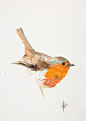水彩画家 Andrzej Rabiega 画笔下的鸟儿