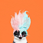 A Cat Named Princess Cheeto Stars In The Best Photo Series Of All Time | CCUK : Did we mention her name is Princess Cheeto? 