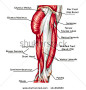 didactic board of anatomy of leg human muscular system - stock vector