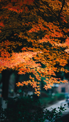 尘世浮烟采集到花叶意向