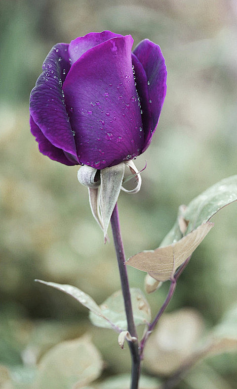 紫玫瑰，代表浪漫真情和珍贵独特。