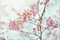 Jacky Parker在 500px 上的照片CherryBlossom #创意# #静物#