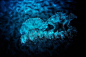 精美绝伦的水下水母摄影作品欣赏(7)