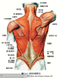 人体解剖--骨骼，肌肉很全面的套图