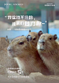 “碰瓷”宫崎骏，昆明融创这组开业海报太可爱了！
