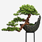 创意的松树盆景装饰免抠png素材_新图网ixintu.com