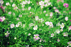 Anemone89采集到Lovely plant