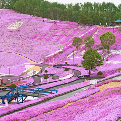 ぎ小雨ぎ采集到花海