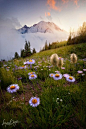 Mt Rainier National Park, Washington: 