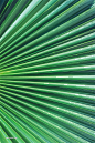 热带植物棕榈叶纹理背景 (7)