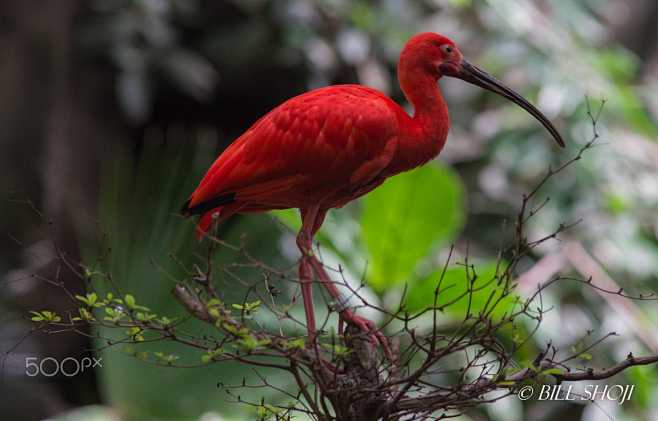 Scarlet ibis on the ...