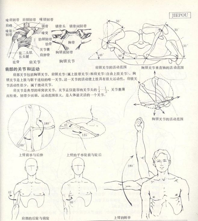 好书推荐《人体造型基础》 沈兆荣 编著 ...