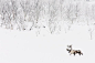 Caribou (Rangifer tarandus) in snowy landscape, Abisko, Sweden