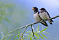 等待父母的小燕子
家燕 Hirundo rustica雀形目 燕科 燕属
Brother and sister sing by Phil Davson on 500px