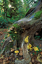 Olympic National Park. Washington---Mushrooms and mosses on tree trunk, Hoh Rainforest, Hall of Mosses Trail by Greg Vaughn