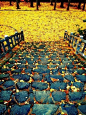 北海道札幌市，银杏地毯。黄色好暖心啊。
