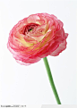 花卉造型-开放的粉色玫瑰