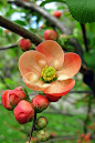 ~~Chaenomeles japonica ~ flowering quince by oshita946~~