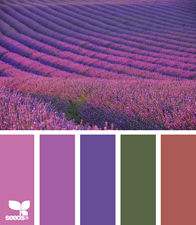 lavender fields