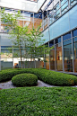 Landschaftsarchitektur, Landscape architecture,  Paisajismo, diseño de jardines. Jardín patio edificio oficinas Madrid 2007. Courtyard, Buxus Cloud hedges, box & farfugium