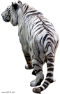 虎PNG图像，免费下载，老虎图片png免抠元素动物元素背景装饰免扣图片